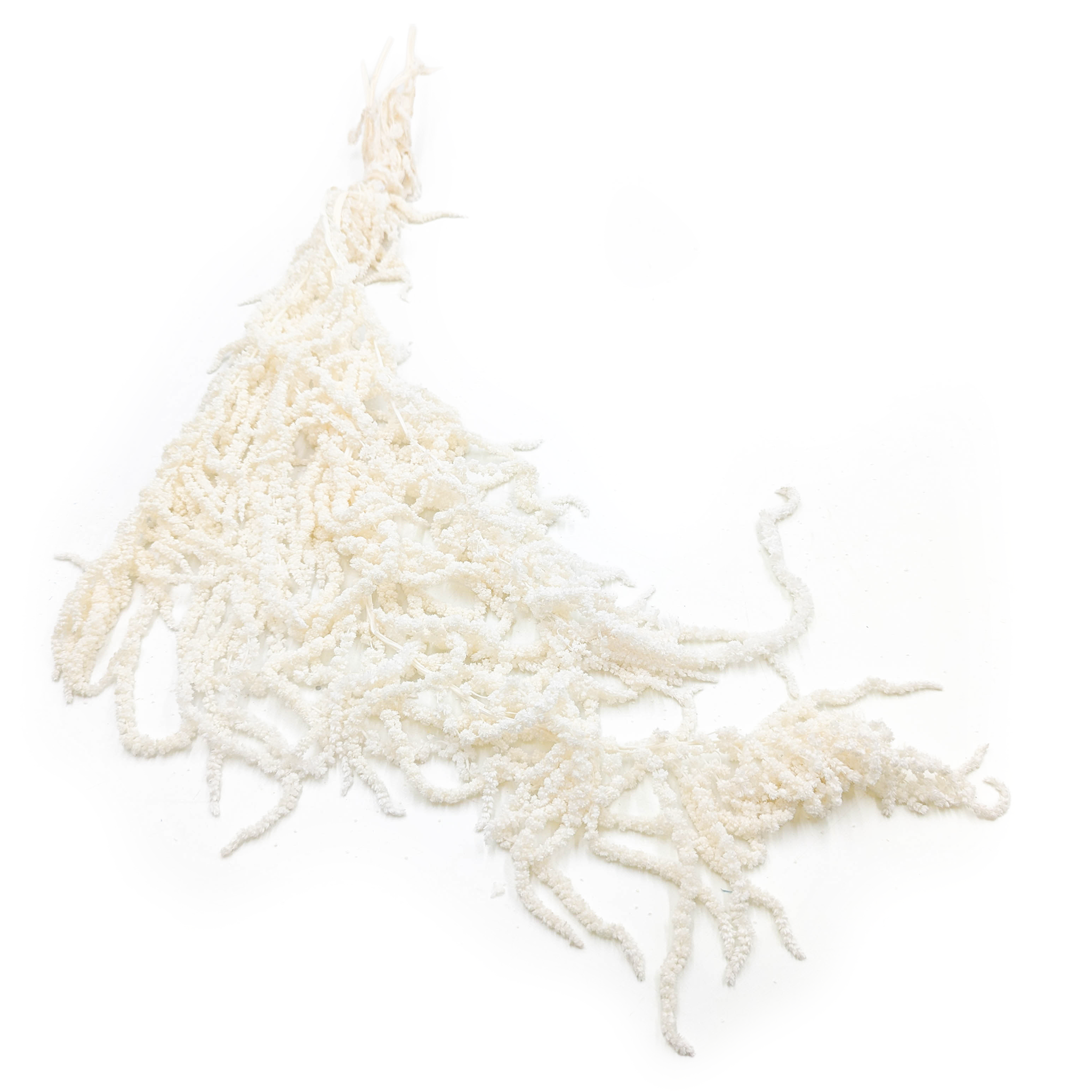 Amarantus Stabilizowany - Szarłat - Bielony