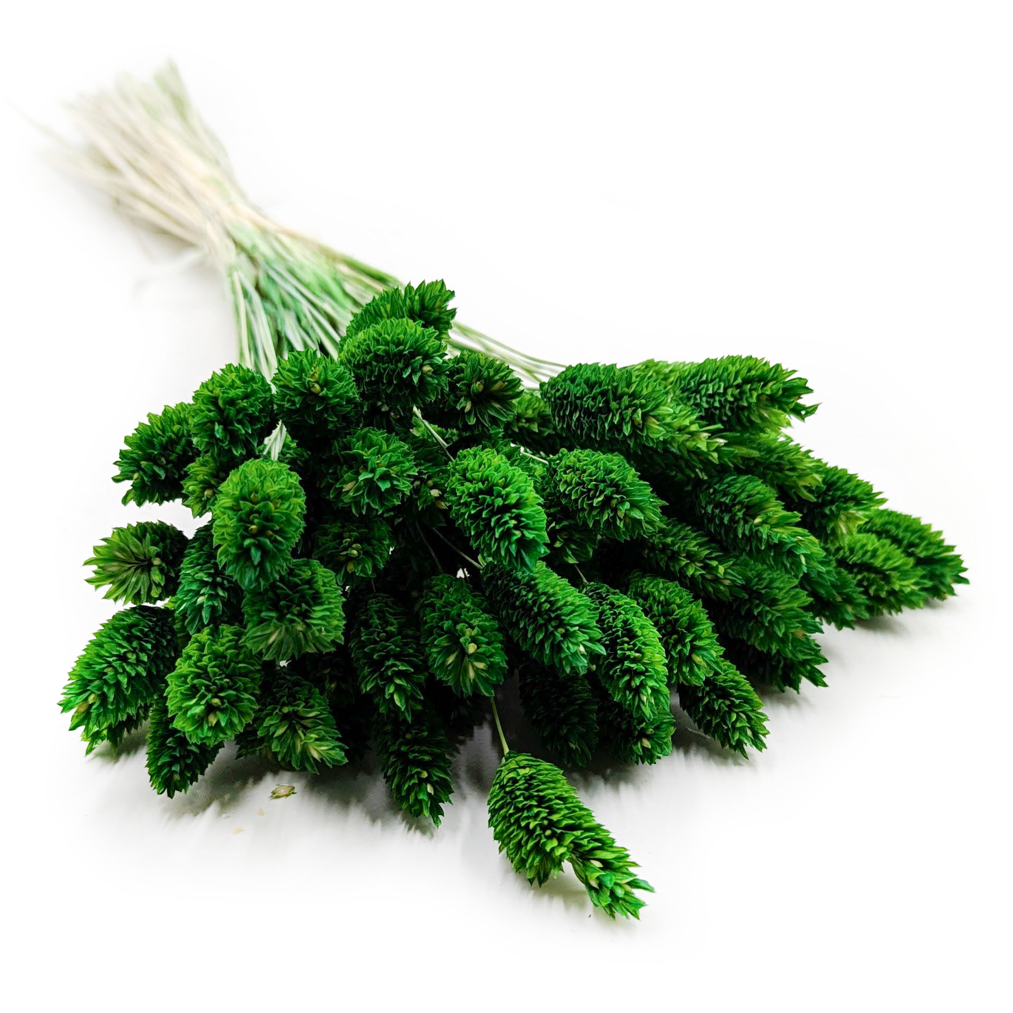 Suszony Phalaris - Kanar - (Mozga kanaryjska) - Butelkowy