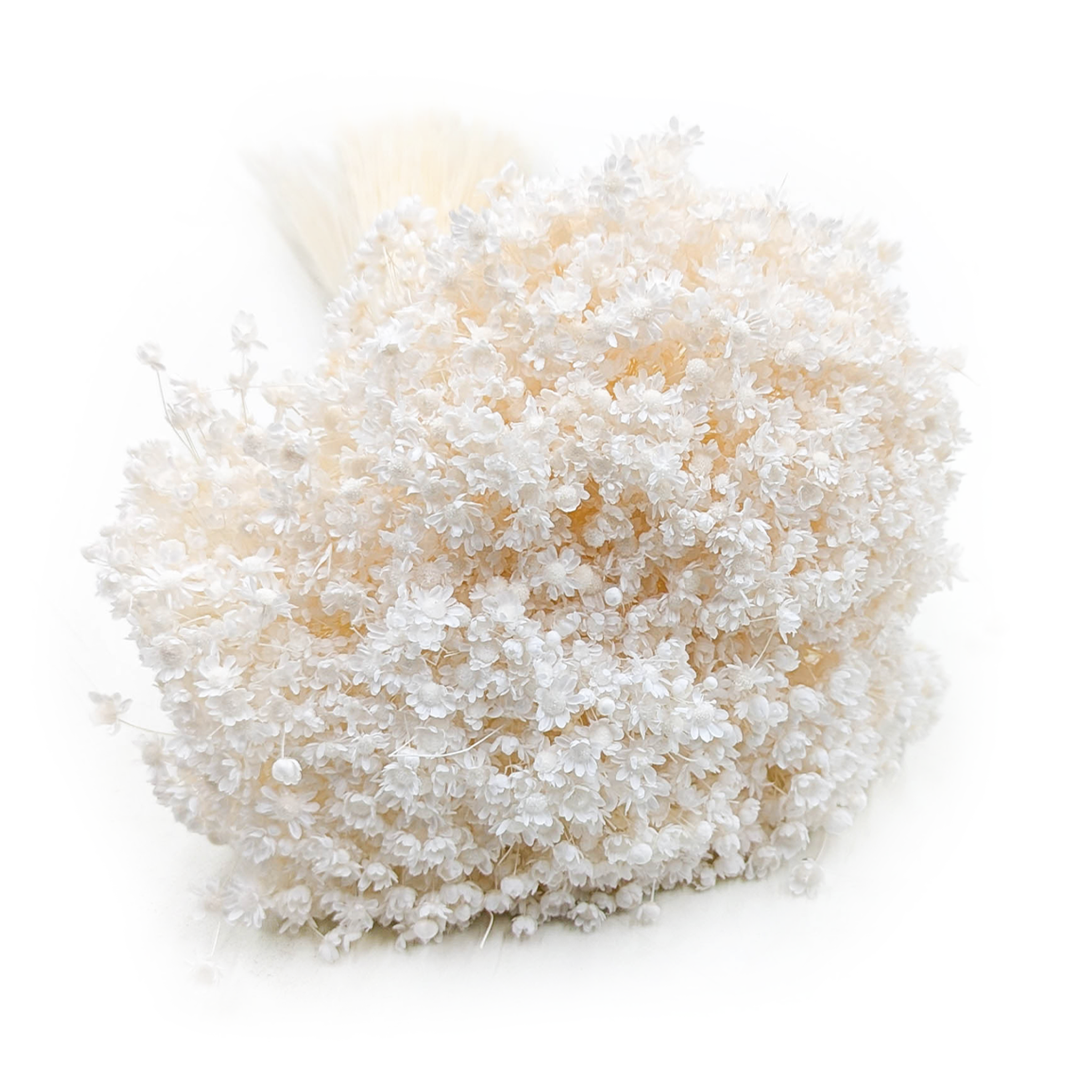 Glixia Suszona - (Gliksja Marcela) - Bielona