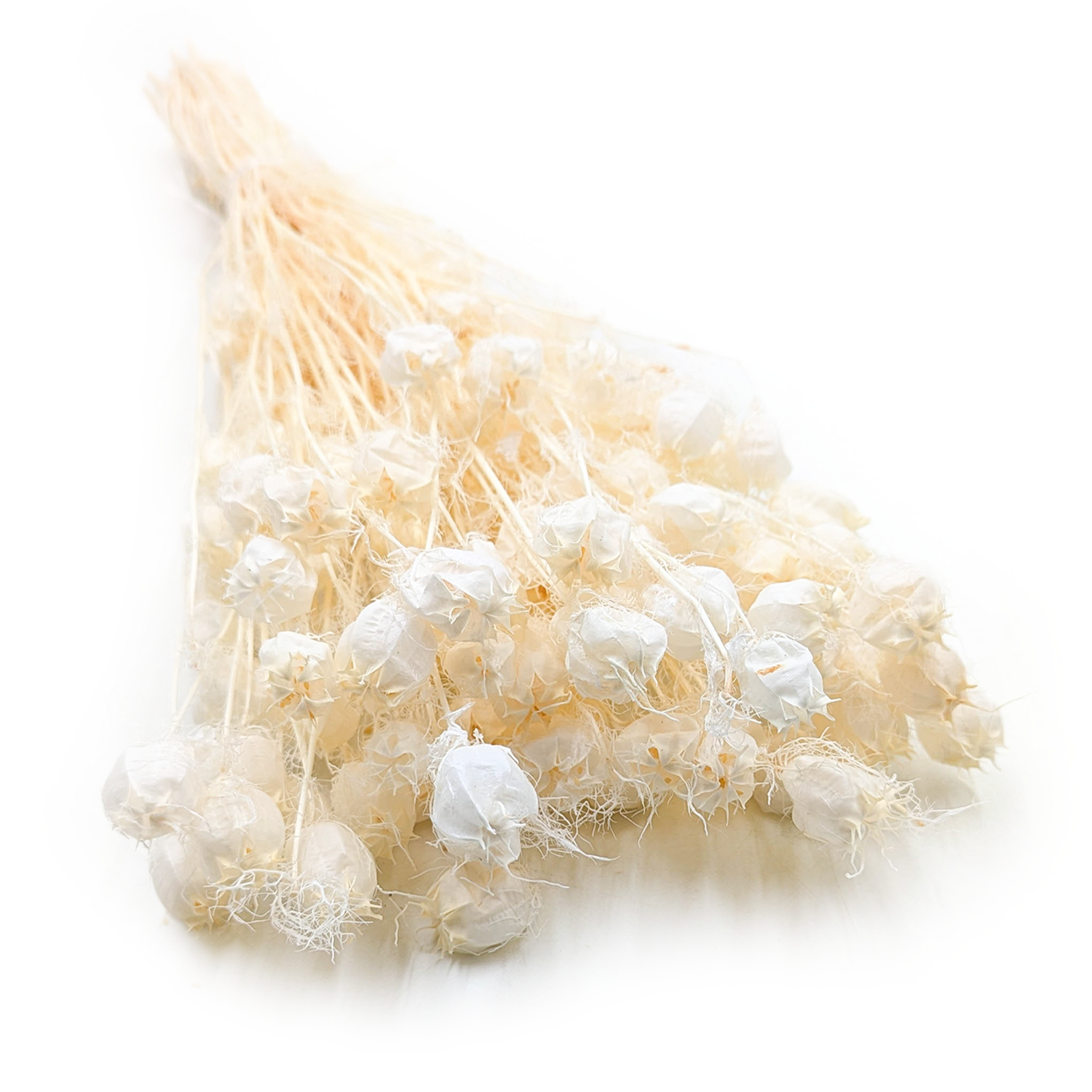 Czarnuszka Suszona - (Nigella Damascena) - Bielona