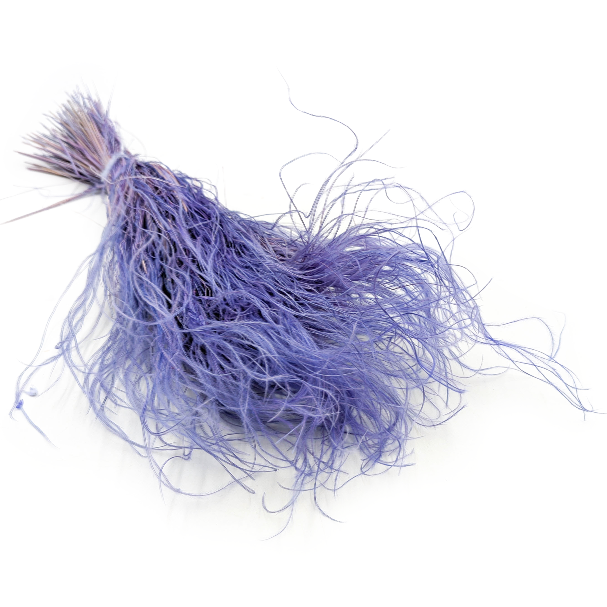 Suszona Stipa - Ostnica piórkowata - (Stipa pennata) - Lawendowa