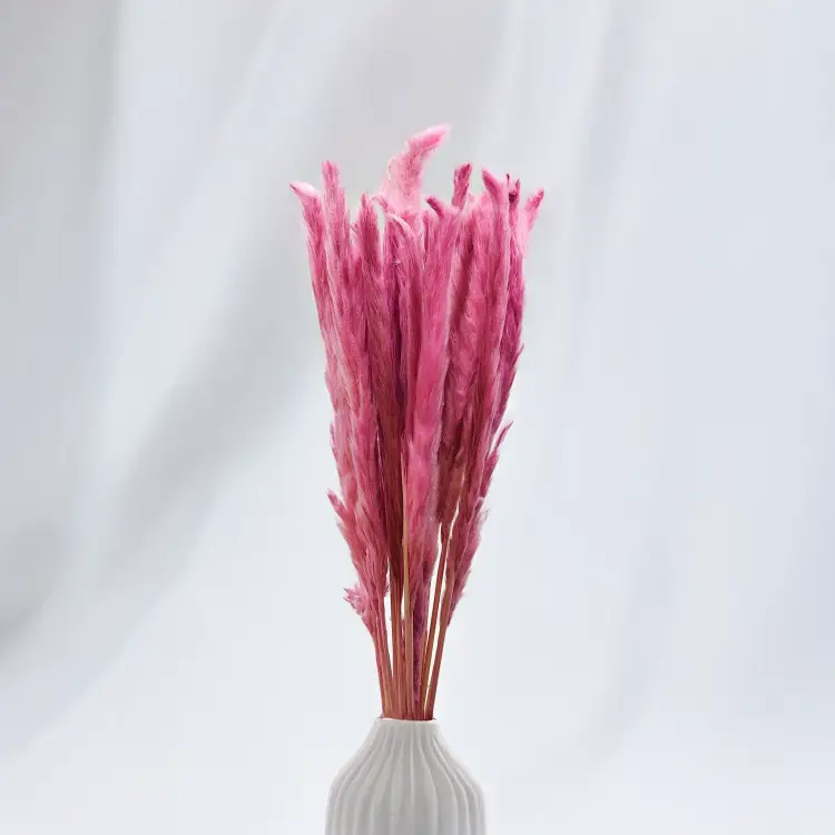 Mini pampas Wrzosowy.png