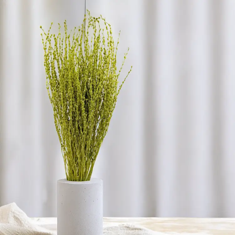 Lepidium Zielone Suszone.png