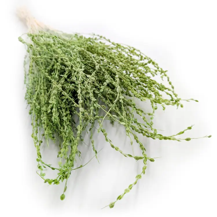 Lepidium Jasnozielone suszone 6.png