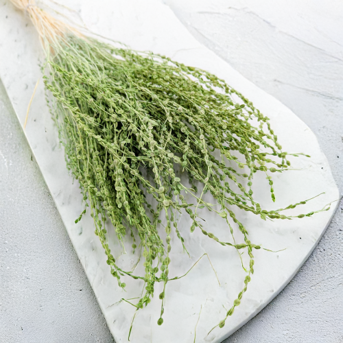 Lepidium Jasnozielone suszone 5.png