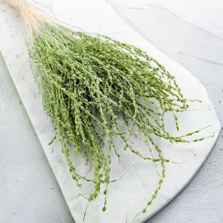 Lepidium Jasnozielone suszone 5.png