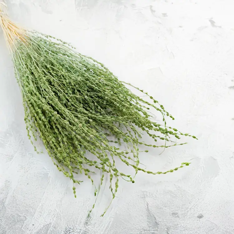 Lepidium Jasnozielone suszone 3.png