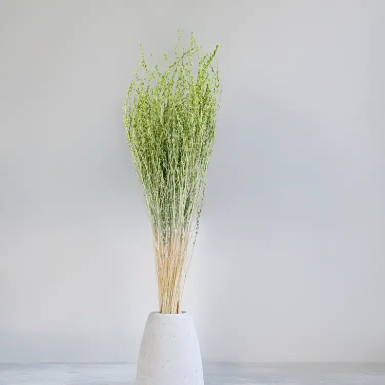 Lepidium Jasnozielone suszone.png