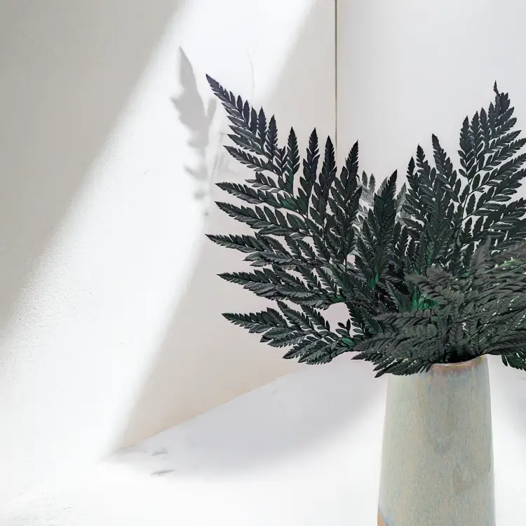 Paproć skórzasta zwykła 3.png