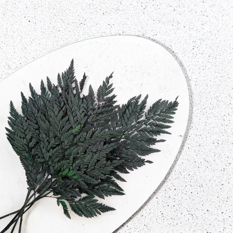 Paproć skórzasta zwykła 4.png