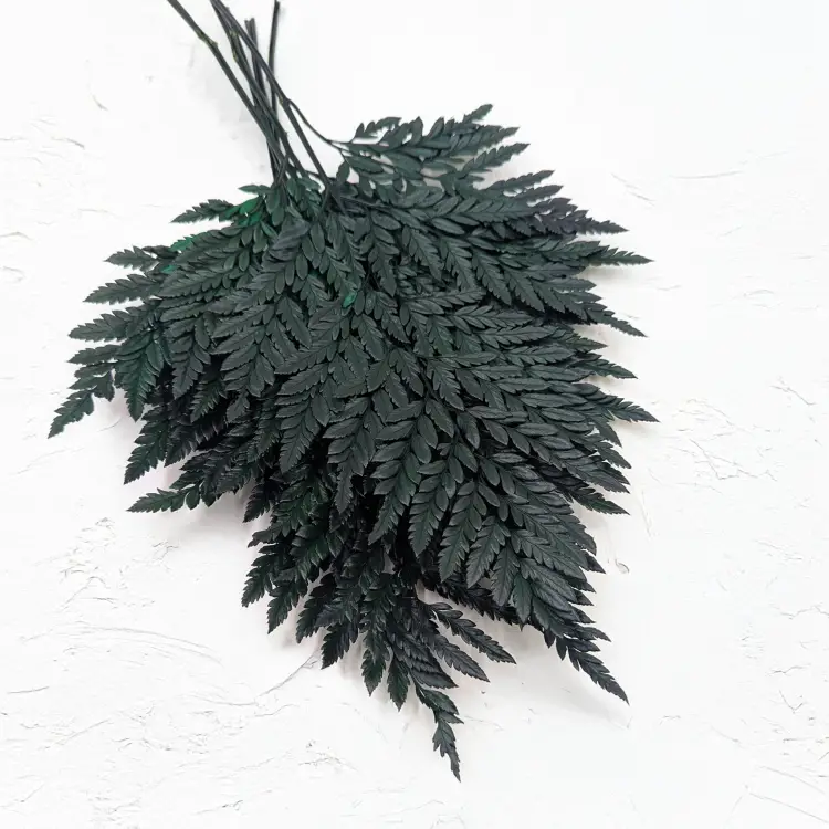 Paproć skórzasta zwykła.png