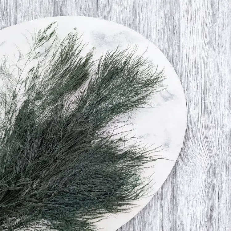 Paproć drzewiasta 1.png