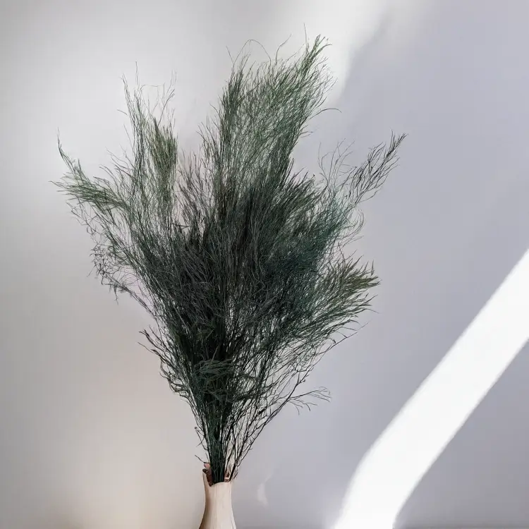 Paproć drzewiasta 2.png