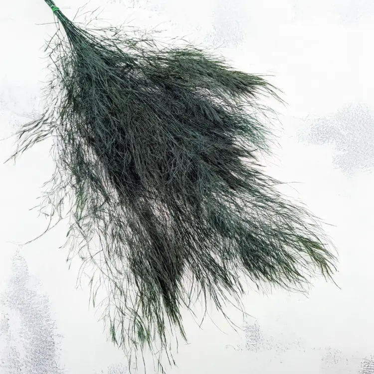 Paproć drzewiasta 3.png