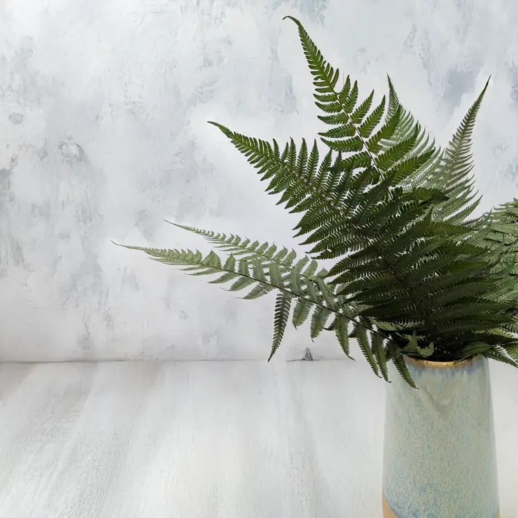 Paproć pergaminowa 4.png