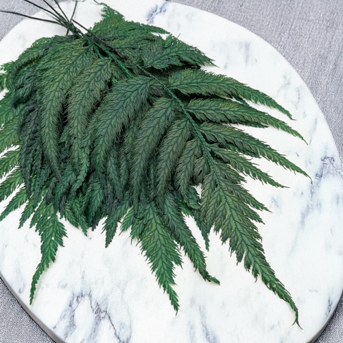 Paproć strusia 1.png