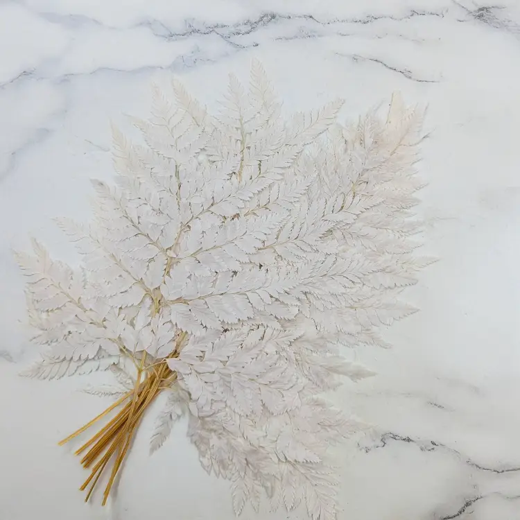 Paproć skórzasta long bielona 1.png