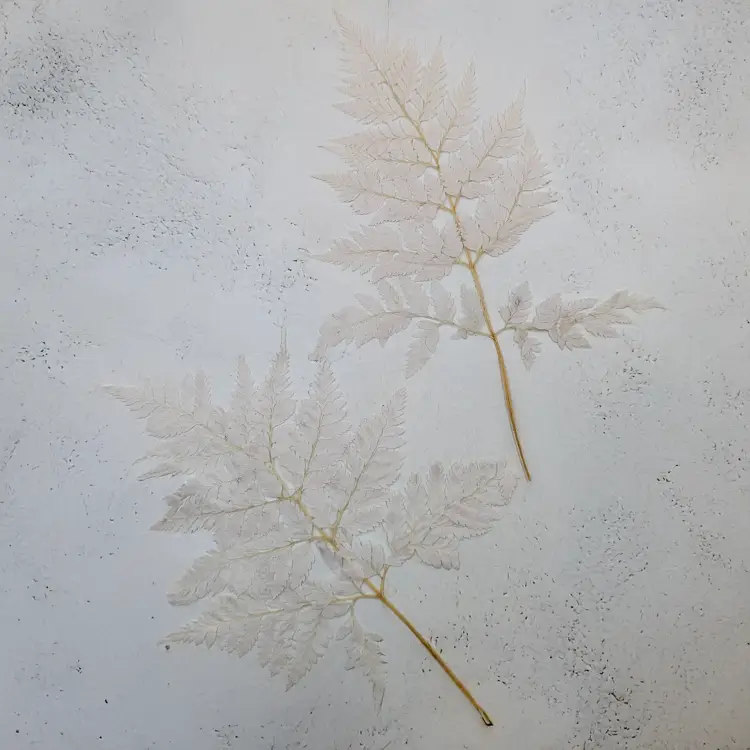 Paproć skórzasta long bielona 2.png