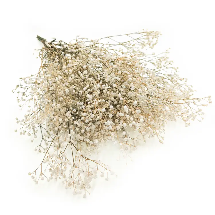 Gipsówka Stabilizowana Naturalna 6.png