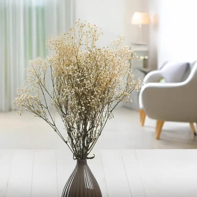 Gipsówka Stabilizowana Naturalna 2.png