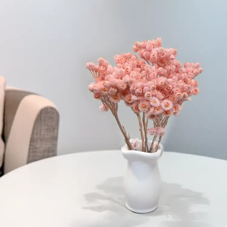 Kocanka włoska różowa 4.png