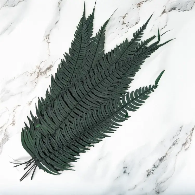 Paproć zwyczajna 1.png