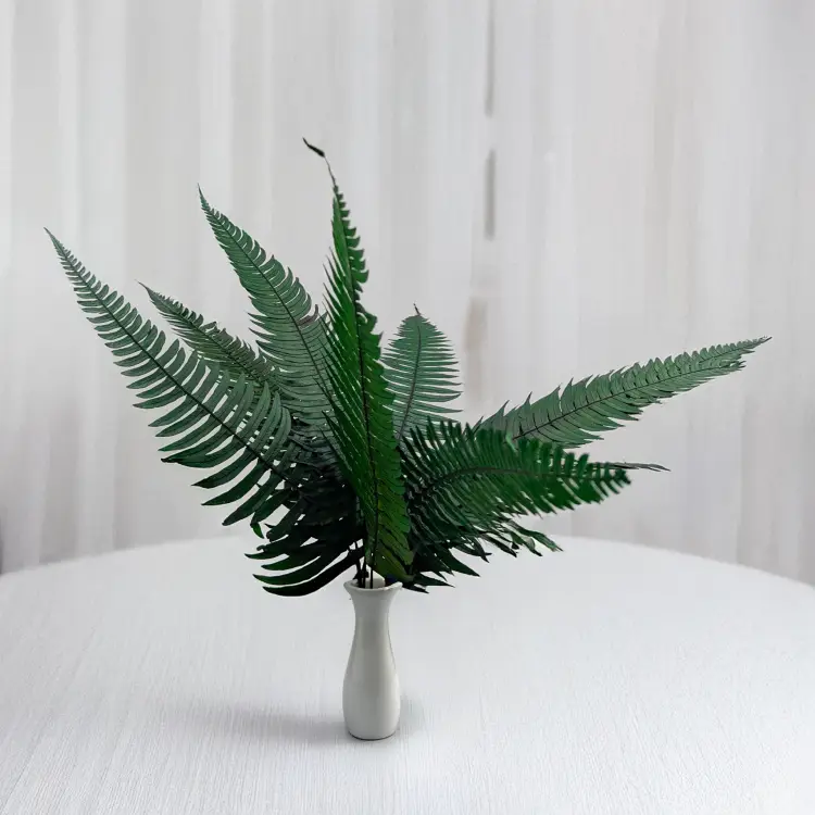 Paproć zwyczajna 4.png