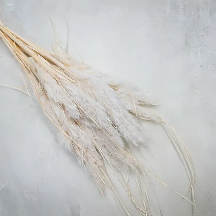 Mini Pampas bielony IT.png