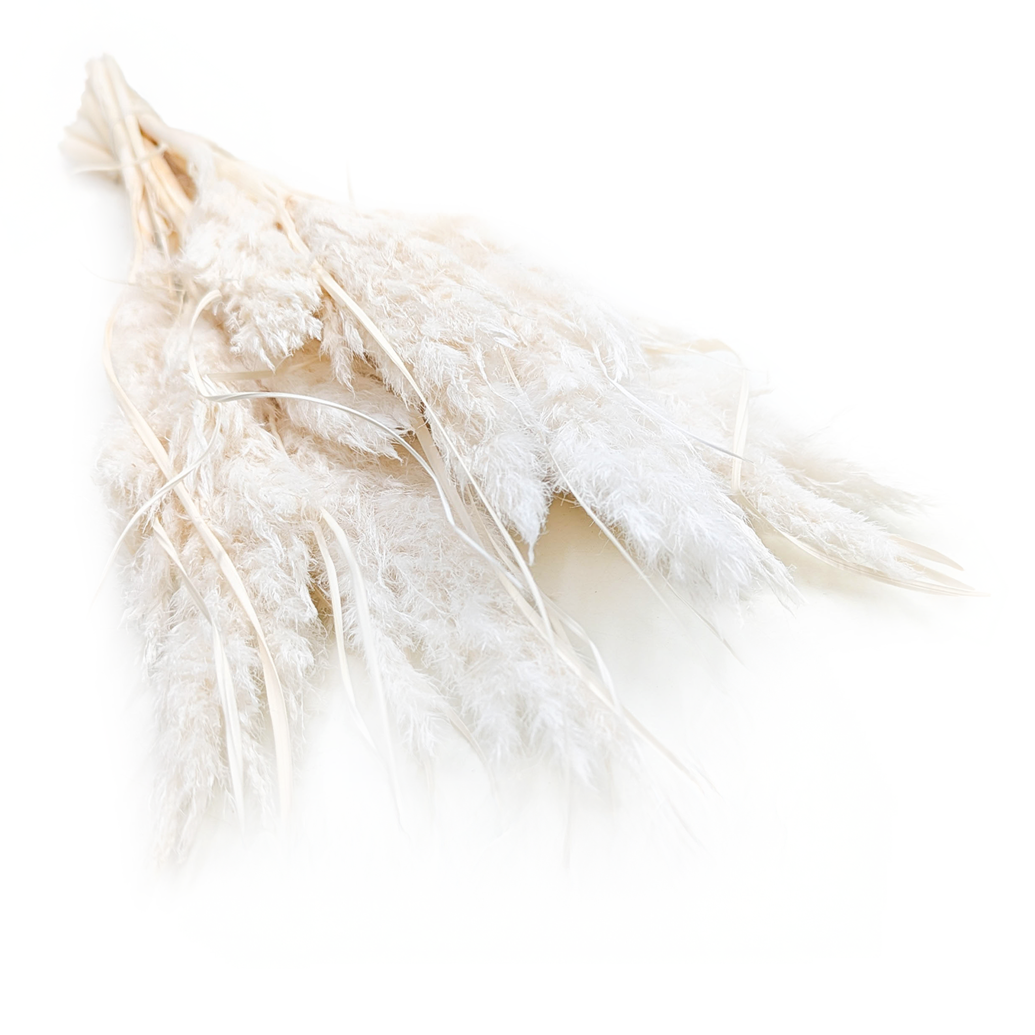 Mini Trawa Pampasowa – Bielona – 10 szt