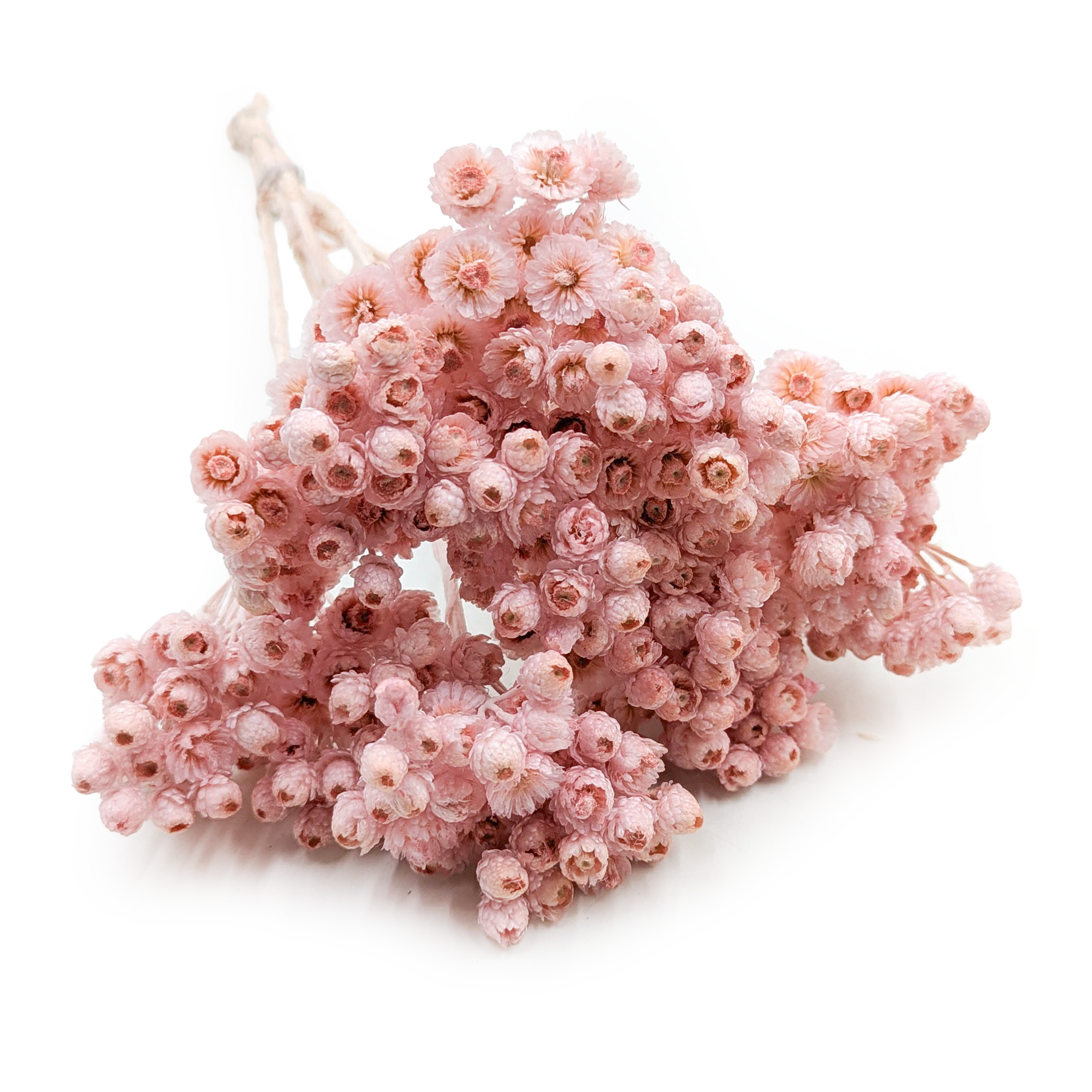 Kocanka suszona włoska - (Helichrysum italicum) - Różowa