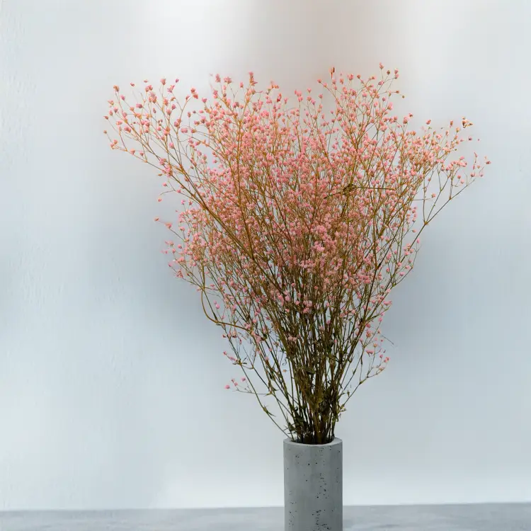 Gipsówka stabilizowana pastelowy różowy 3.png