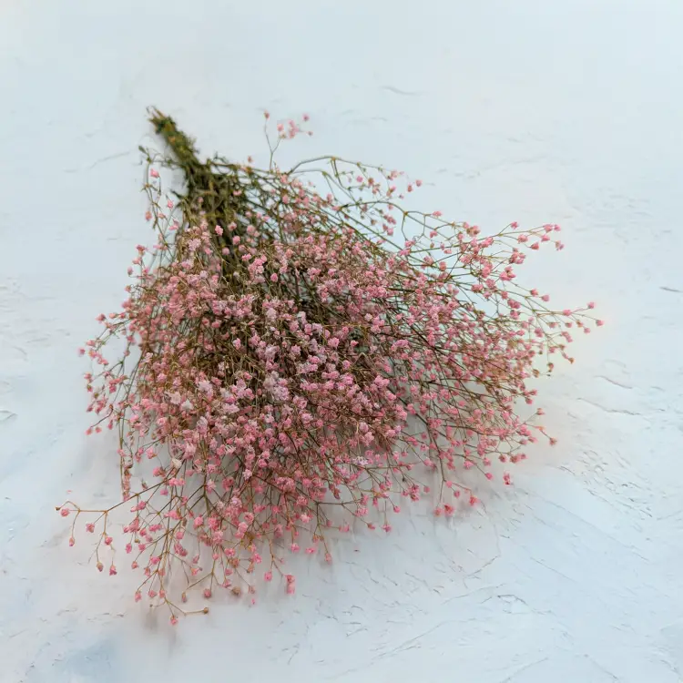 Gipsówka stabilizowana pastelowy różowy.png