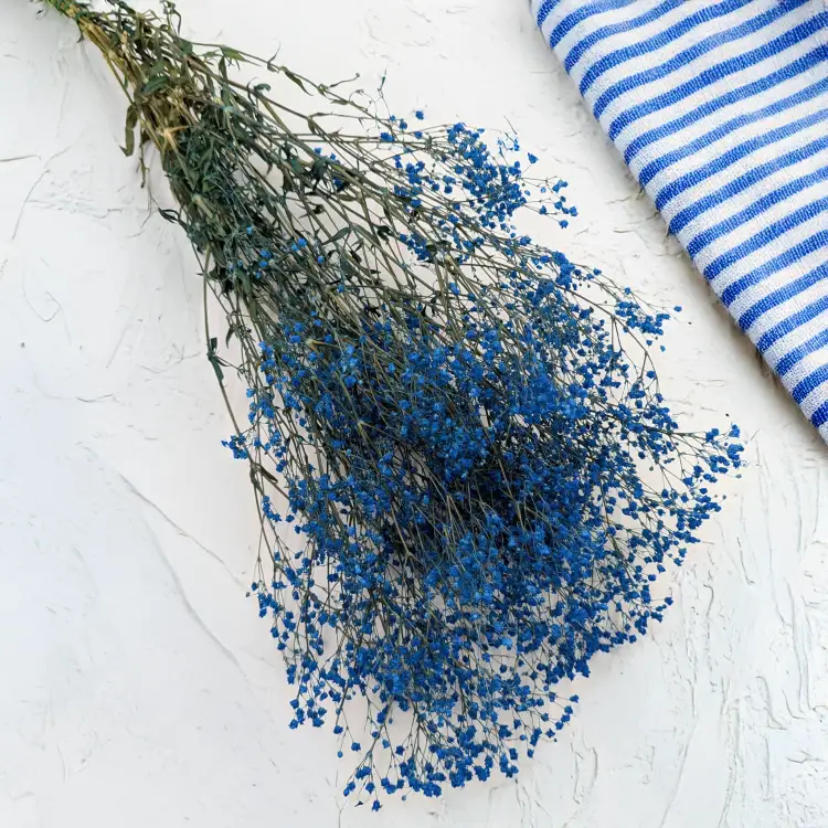 Gipsówka stabilizowana pastelowy niebieski 1.png