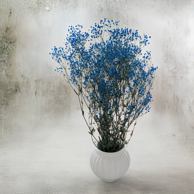 Gipsówka stabilizowana pastelowy niebieski 3.png