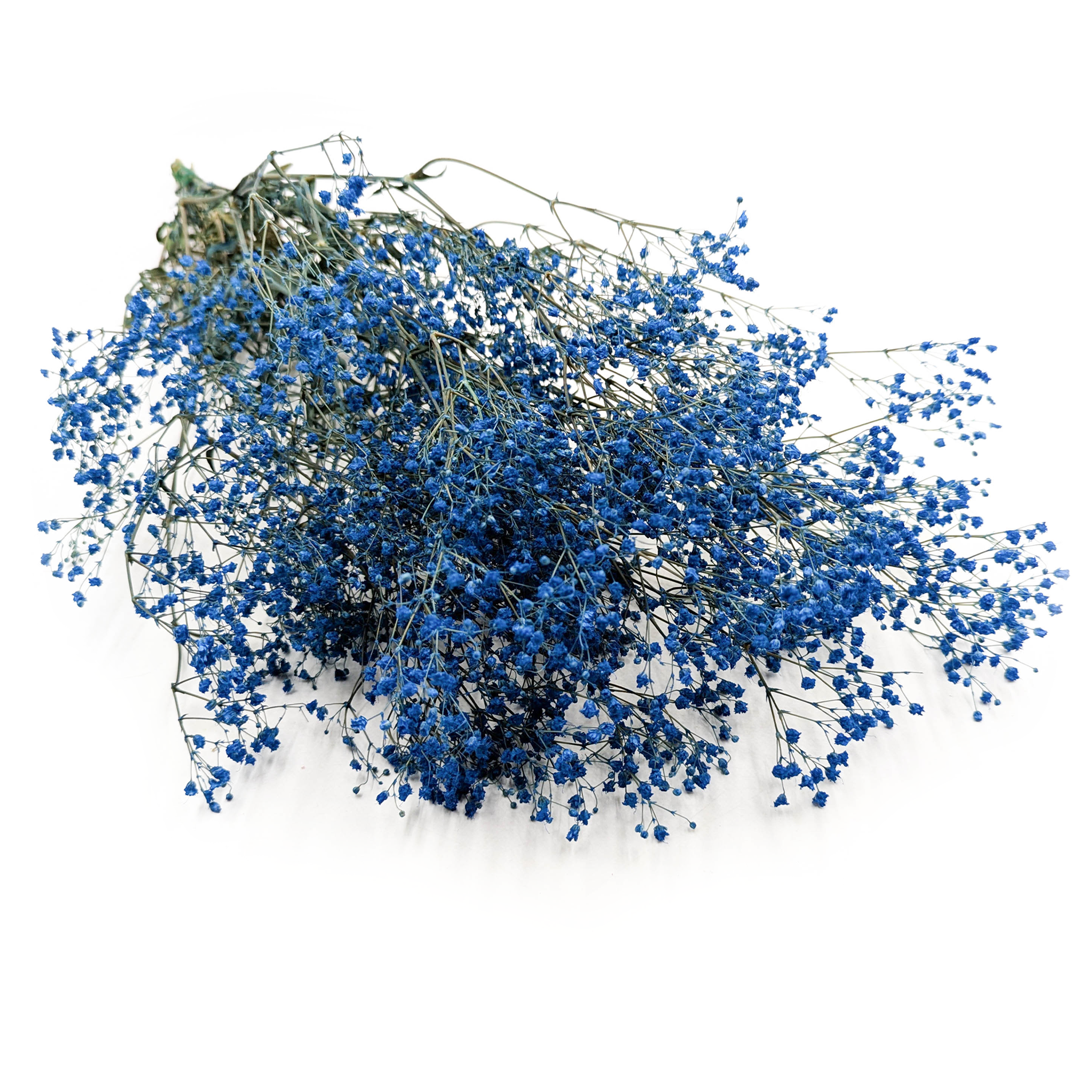 Gipsówka Stabilizowana - (gypsophila) - Pastelowy Niebieski