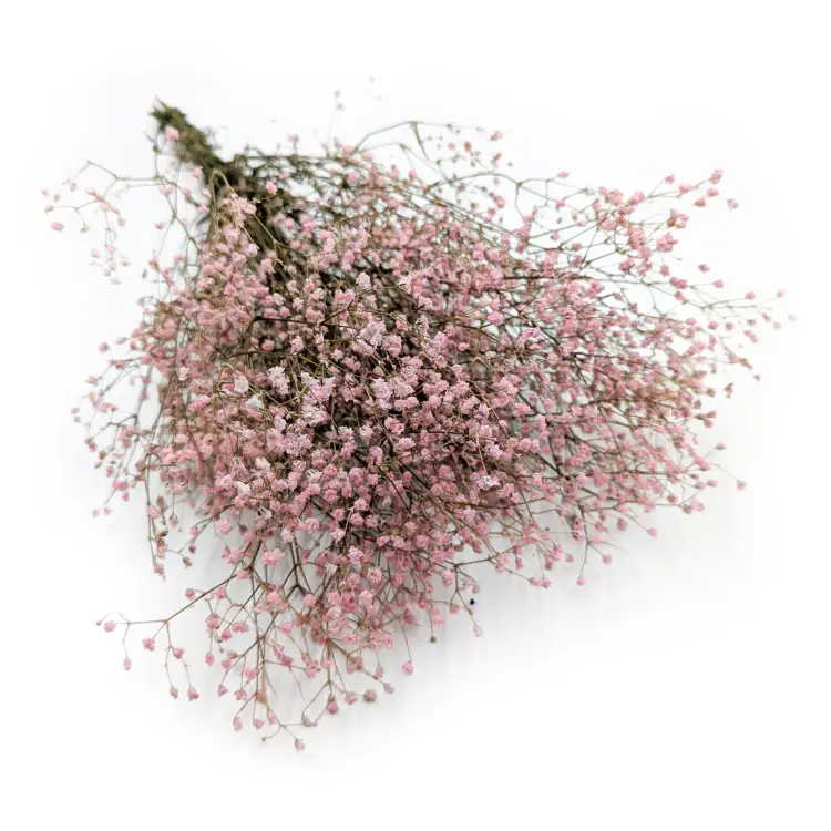 Gips Pastel Roz IT.png