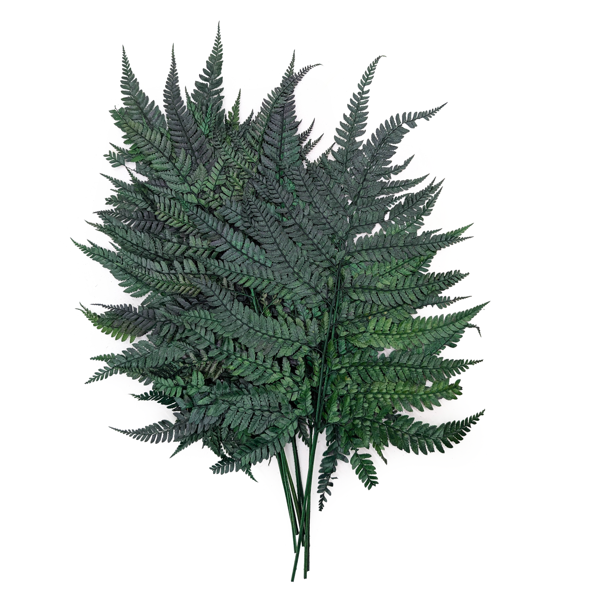 Paproć Stabilizowana - Skórzasta Long