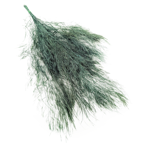 Paproć Drzewiasta Stabilizowana.png