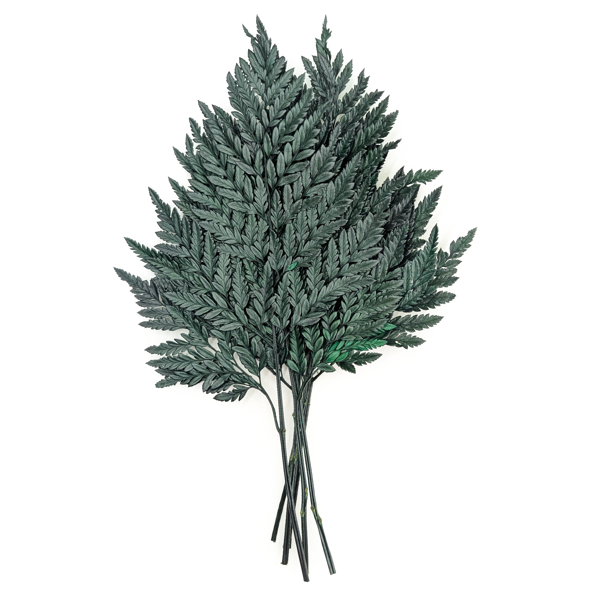 Paproć Stabilizowana - Skórzasta