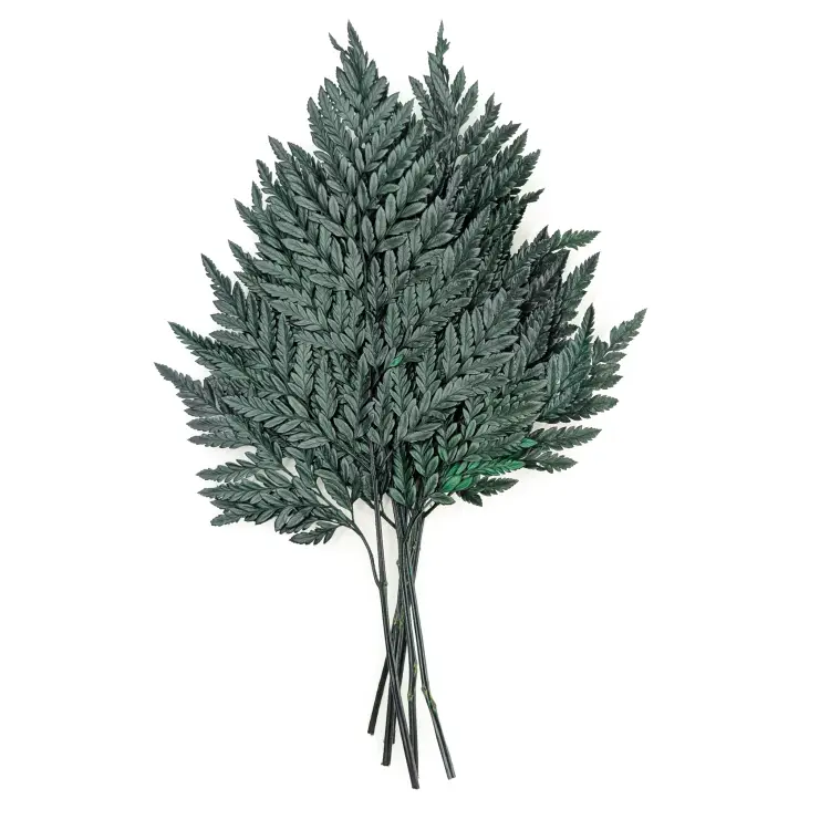 Paproć Skórzasta Stabilizowana.png