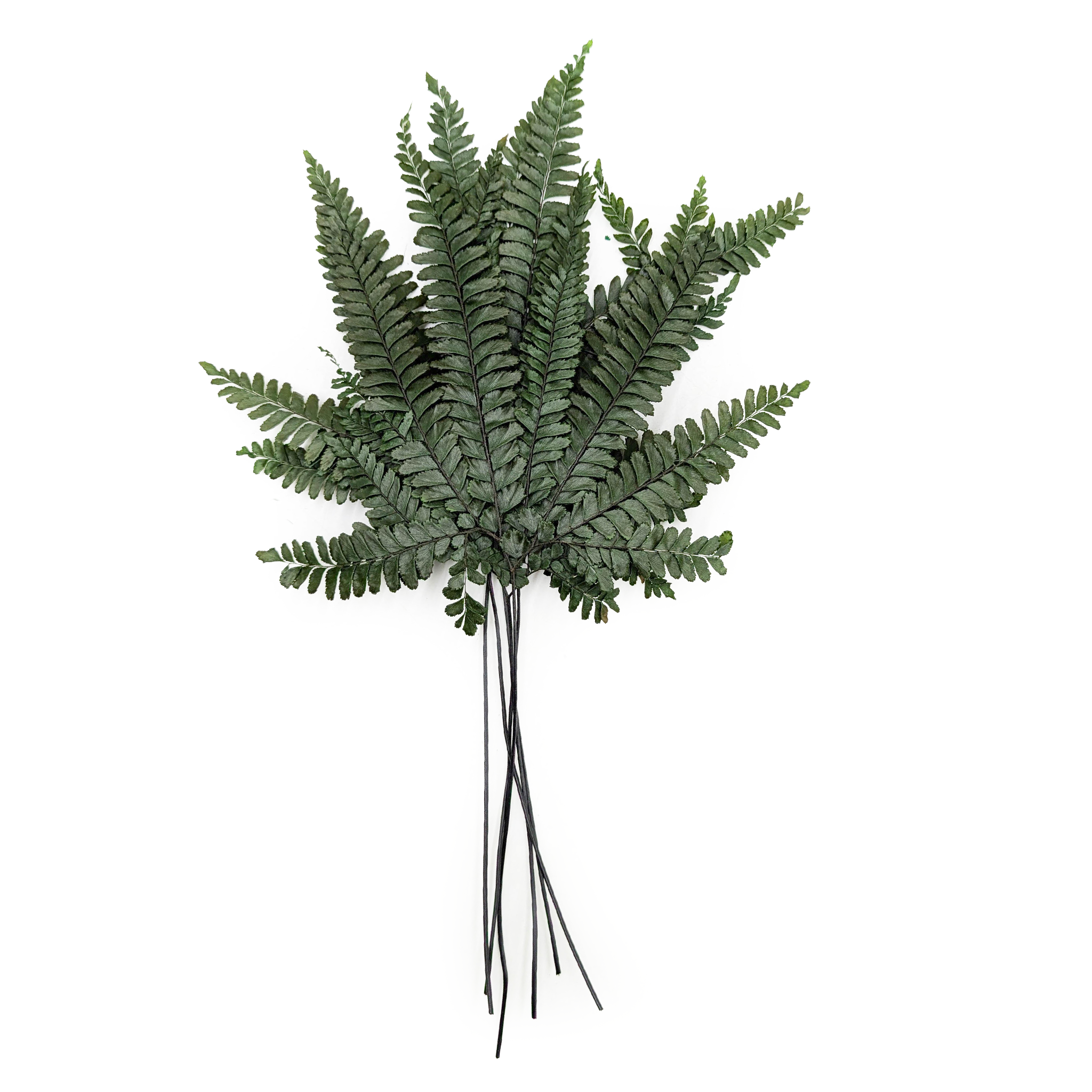 Paproć Stabilizowana - Podrzeń żebrowiec