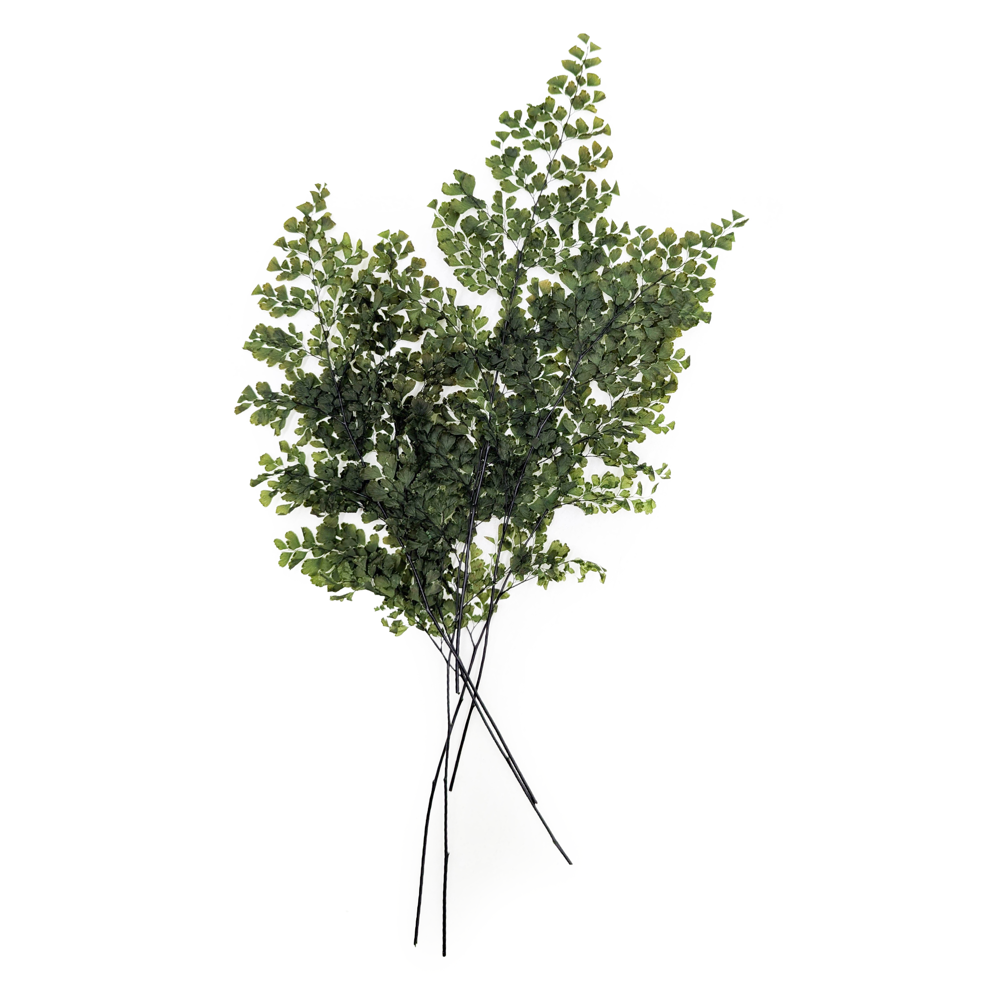 Paproć Stabilizowana - Adiantum