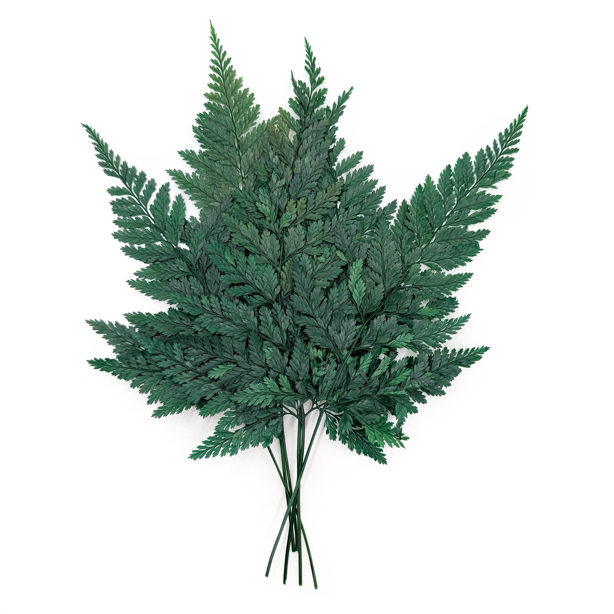 Paproć Stabilizowana - Dawalia