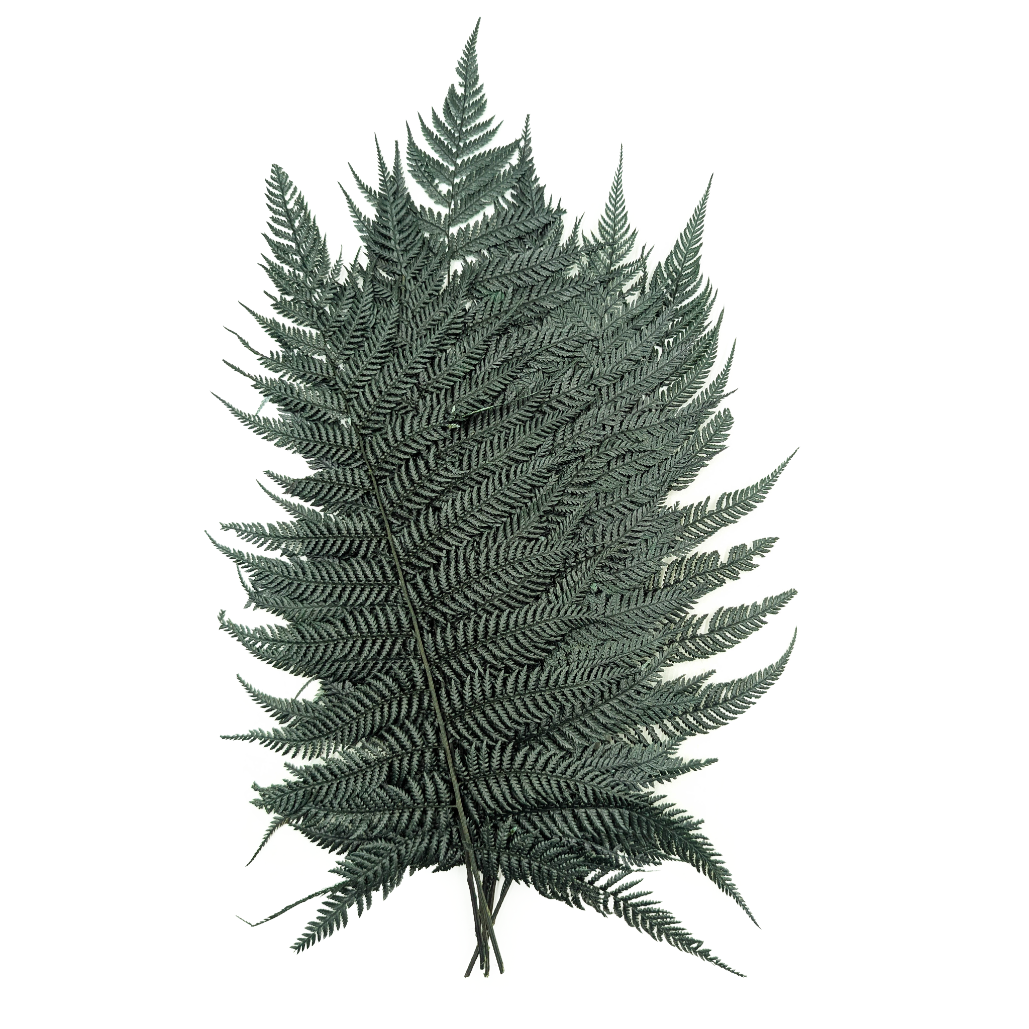 Paproć Stabilizowana - Narecznica - Zielona