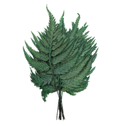 Paproć Strusia Stabilizowana.png