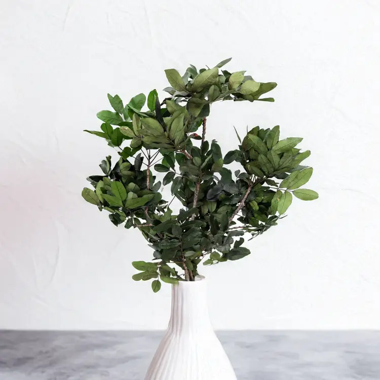 Pistacja Stabilizowana.png