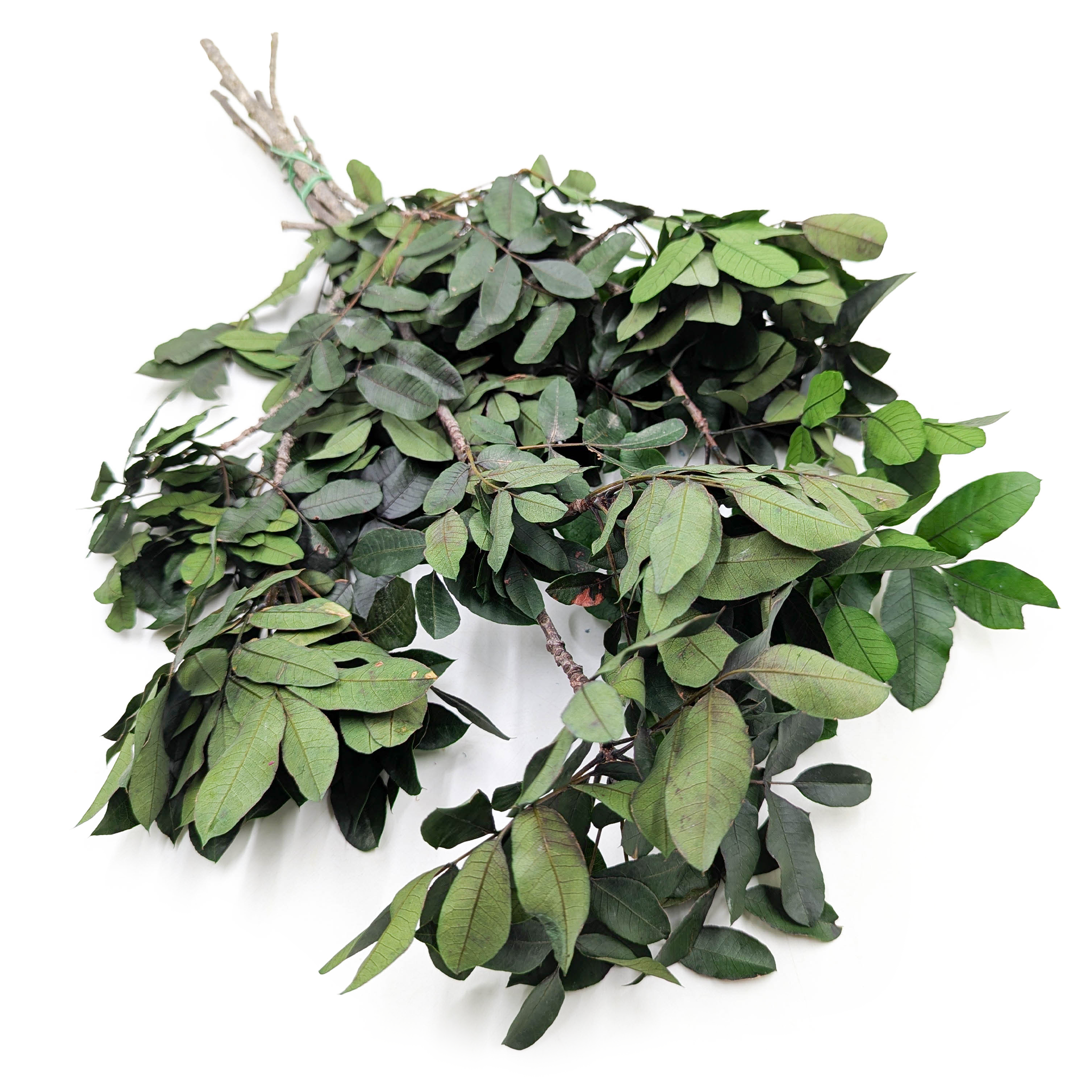 Pistacja Stabilizowany - Pistacia - Zielona