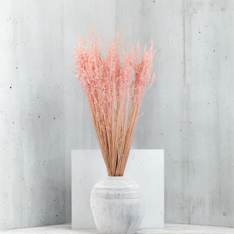 Briza minima Różowa.png