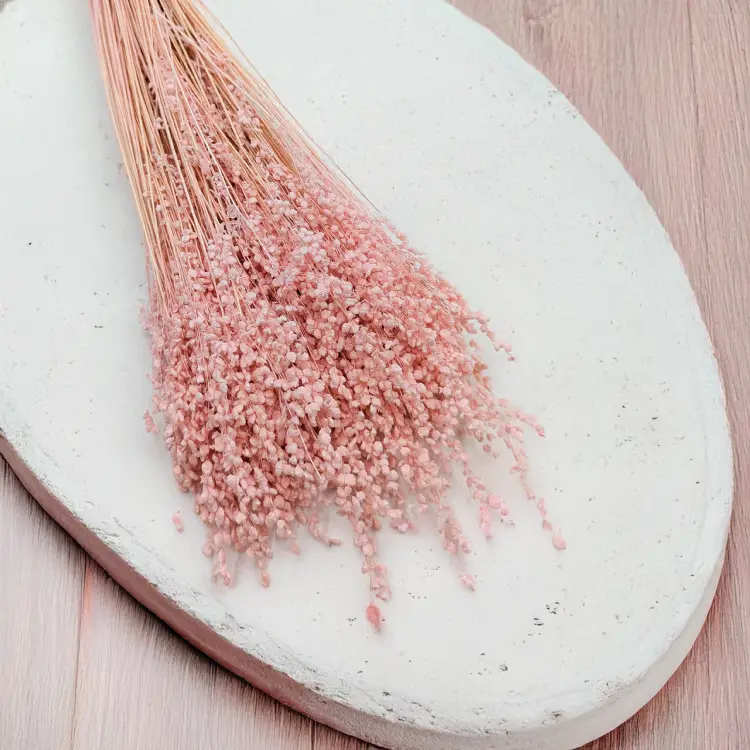 Briza minima Różowa 2.png