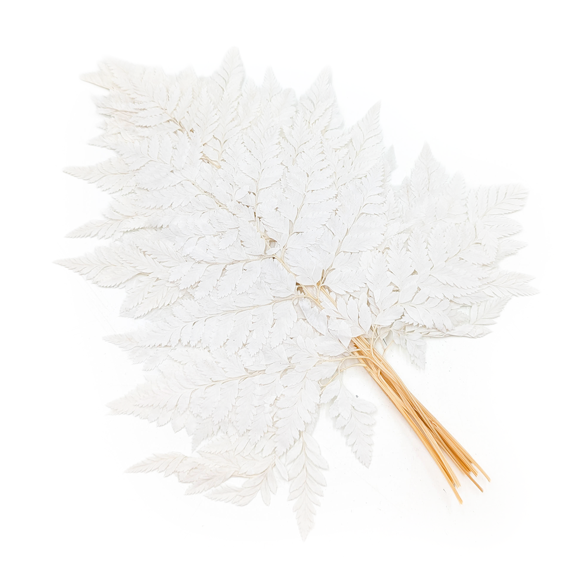 Paproć Stabilizowana - Skórzasta Long - Bielona